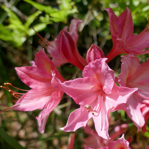 Azalea mollis Jolie Madame