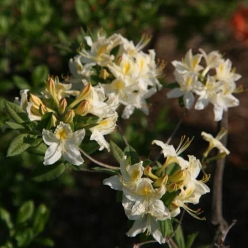 Azalea mollis Daviesii - Future Forests
