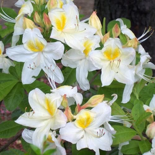 Azalea mollis Persil - Future Forests