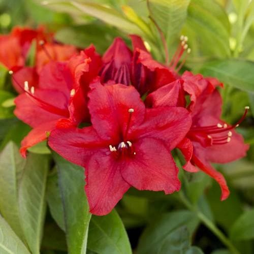 Azalea mollis Nabucco