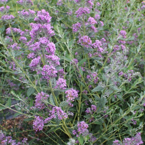 Buddleja alternifolia Unique