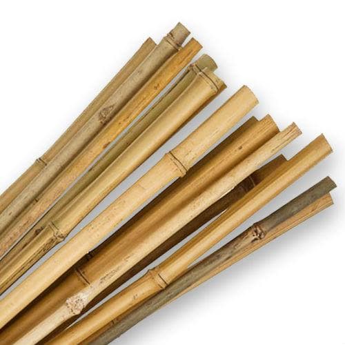 Bamboo Canes - Future Forests