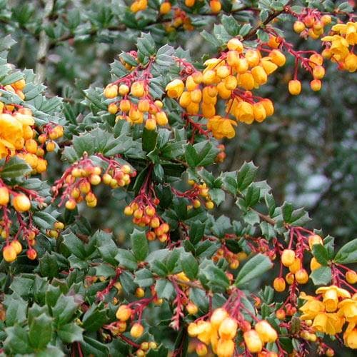 Berberis darwinii - Future Forests