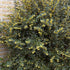 Berberis julianae - Future Forests