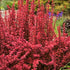 Berberis thunbergii Orange Rocket