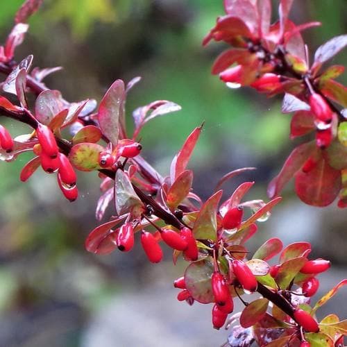 Berberis thunbergii Rose Glow - Future Forests