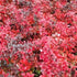 Berberis x media Red Jewel - Future Forests