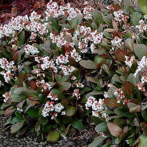 Bergenia Angel Kiss (Dragonfly™ series)