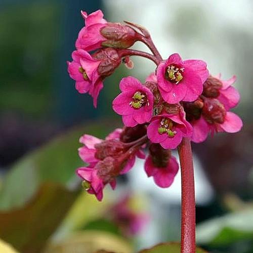 Bergenia cordifolia Rotblum - Future Forests