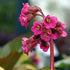 Bergenia cordifolia Rotblum - Future Forests