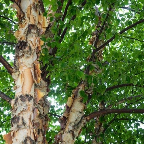 Betula nigra - Future Forests