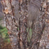 Betula nigra - Future Forests