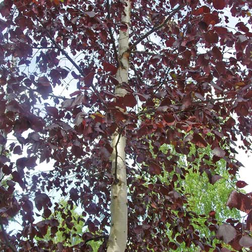 Betula pendula subsp. pendula Purpurea