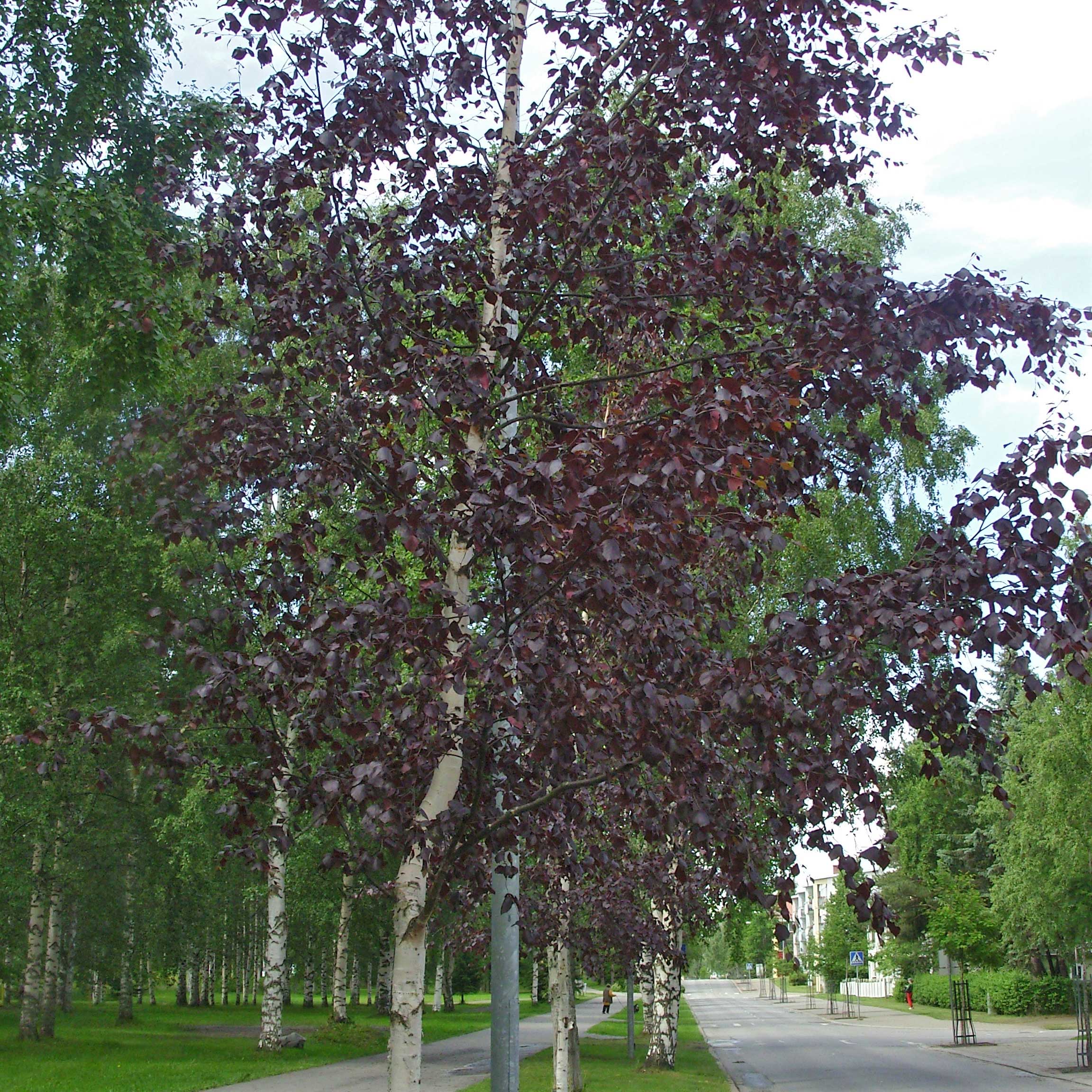 Betula pendula subsp. pendula Purpurea