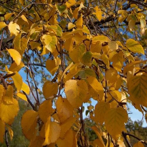 Betula pendula - Silver Birch - Future Forests