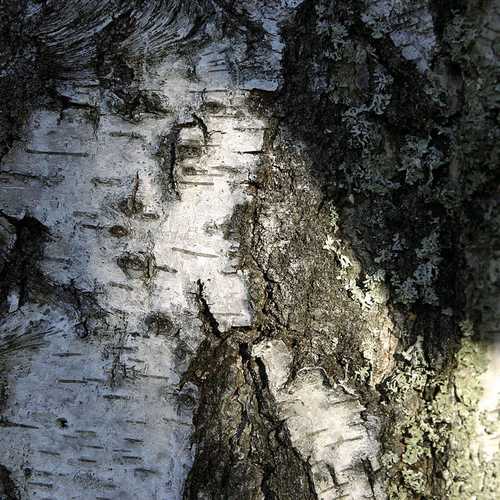 Betula pendula - Silver Birch - Future Forests
