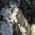 Betula pendula - Silver Birch - Future Forests