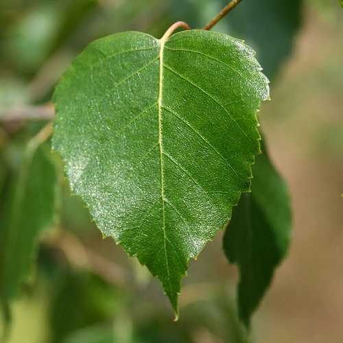 Betula pendula - Silver Birch - Future Forests