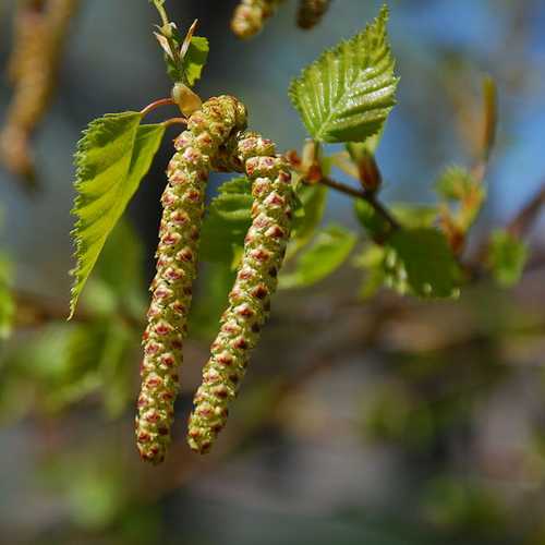 Betula pendula - Silver Birch - Future Forests