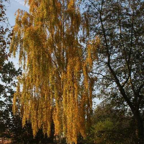 Betula pendula Tristis - Future Forests