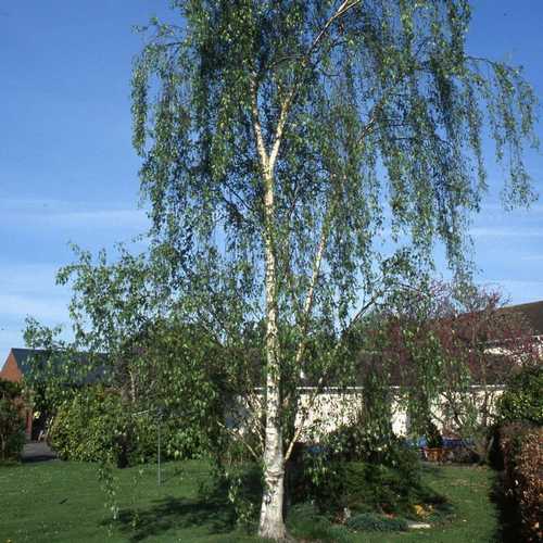 Betula pendula Tristis - Future Forests