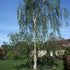 Betula pendula Tristis - Future Forests
