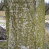 Betula pubescens - Downy Birch - Future Forests