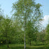 Betula utilis Jaquemontii - White Himalayan Birch - Future Forests