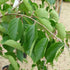 Betula utilis Long Trunk - Future Forests