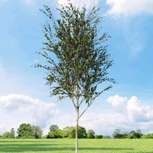 Betula albosinensis Fascination