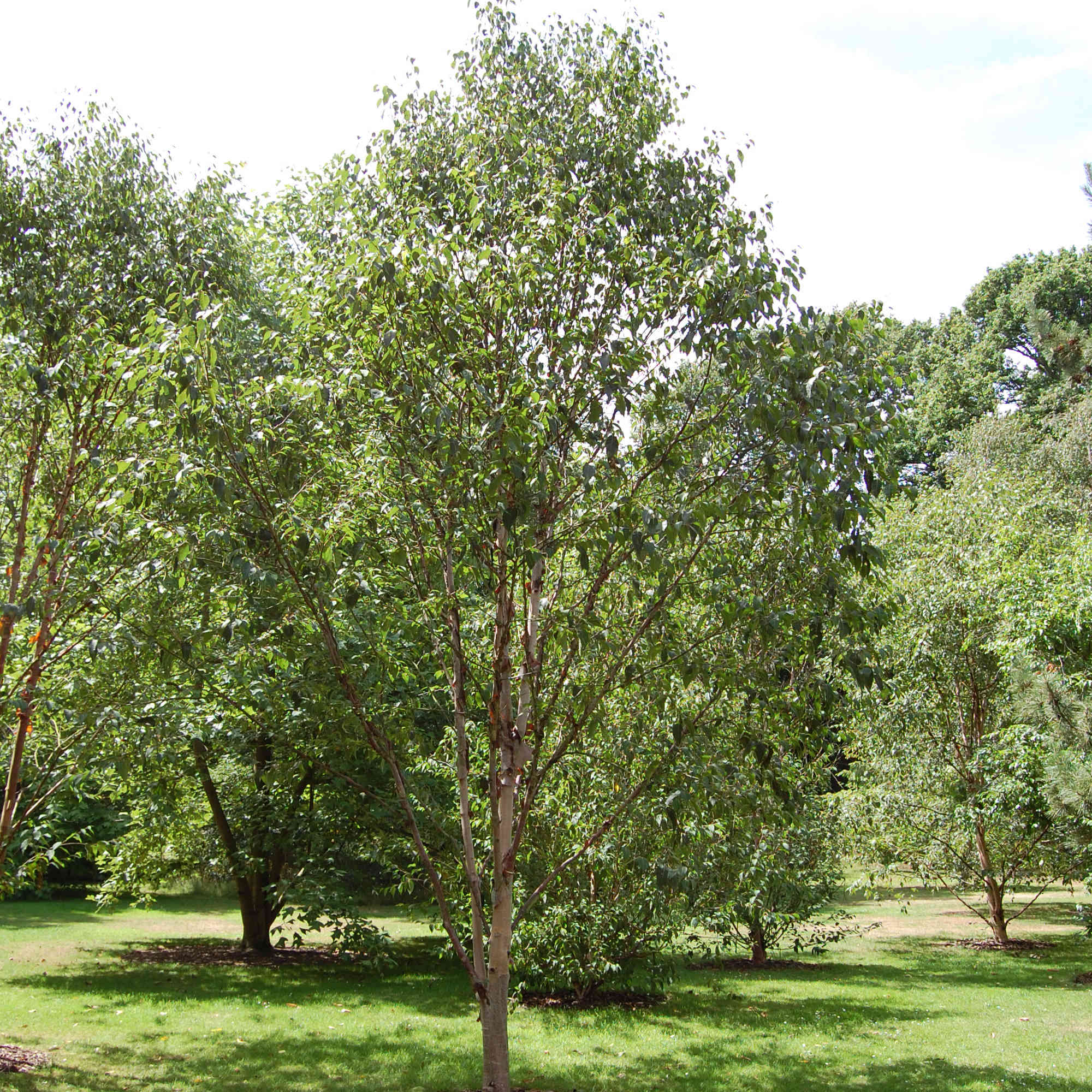 Betula albosinensis Fascination