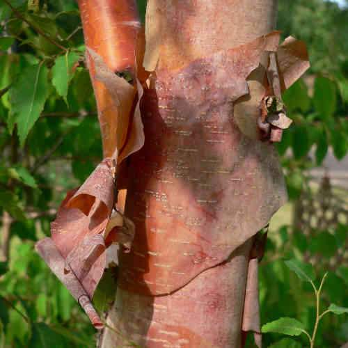 Betula albosinensis Fascination
