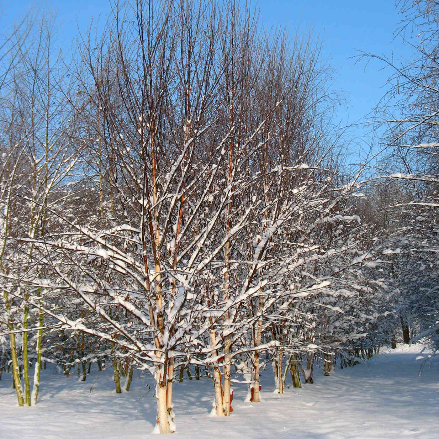 Betula albosinensis Fascination