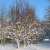 Betula albosinensis Fascination