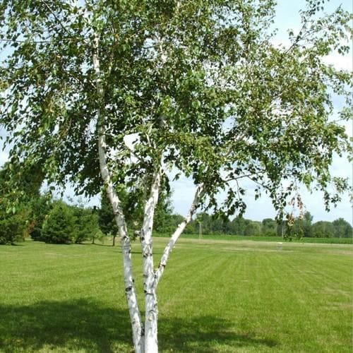 Betula papyrifera - Paper Birch - Future Forests
