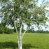 Betula papyrifera - Paper Birch - Future Forests