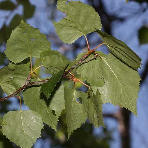 Betula papyrifera - Paper Birch - Future Forests