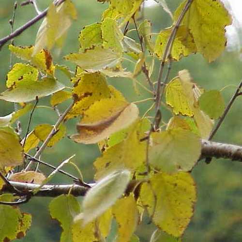 Betula papyrifera - Paper Birch - Future Forests