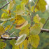 Betula papyrifera - Paper Birch - Future Forests