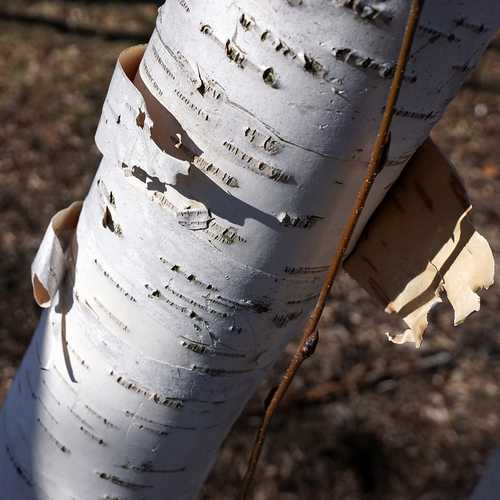 Betula utilis Jaquemontii - White Himalayan Birch - Future Forests