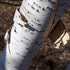 Betula utilis Jaquemontii - White Himalayan Birch - Future Forests