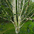 Betula utilis Jaquemontii var 'Snow Queen' - Himalayan Birch