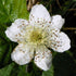 Blackberry Loch Ness - Future Forests