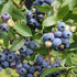 Blueberry Northland