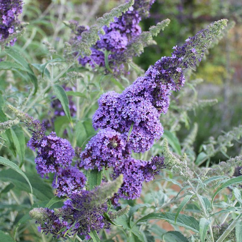 Buddleja davidii Buzz™ Sky Blue
