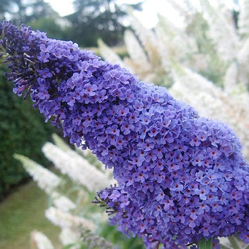 Buddleja davidii Buzz™ Lavender