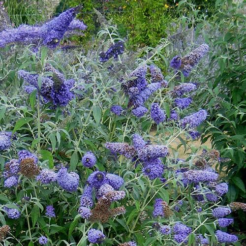 Buddleja davidii Buzz™ Lavender