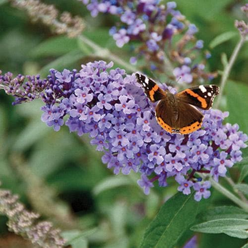 Buddleja davidii Buzz™ Lavender