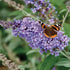 Buddleja davidii Buzz™ Lavender