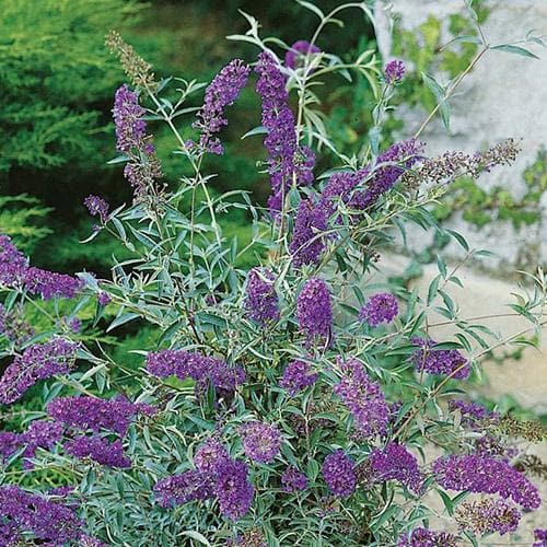 Buddleja davidii Buzz™ Lavender